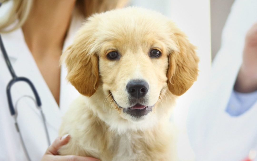dog smiling, compounding pharmacy for animals